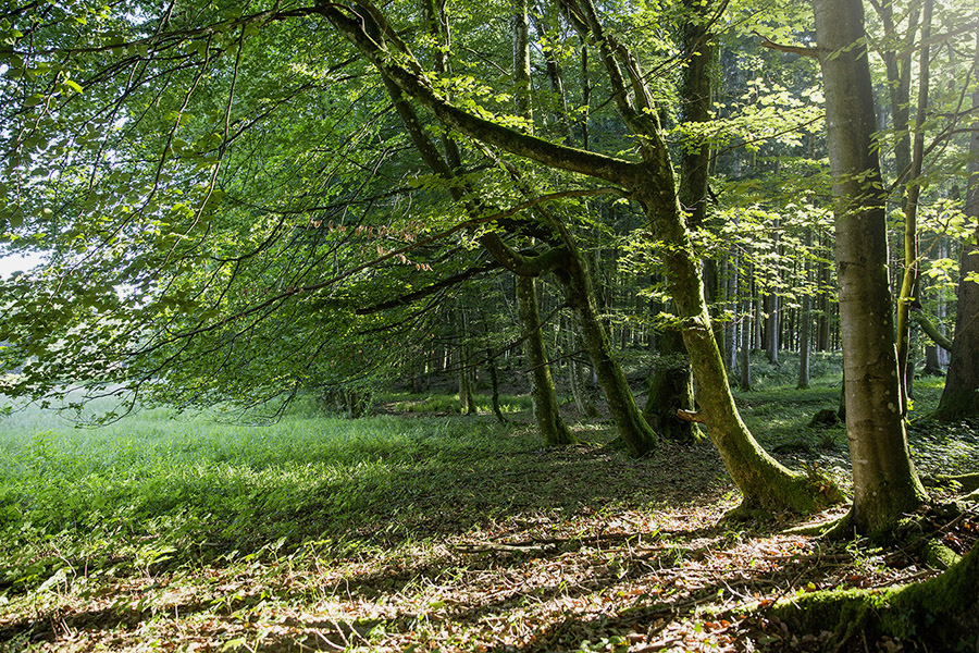 paxnatura österreich 2